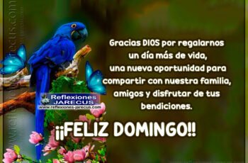 Feliz Domingo, gracias Dios - Imàgenes con frases de feliz domingo